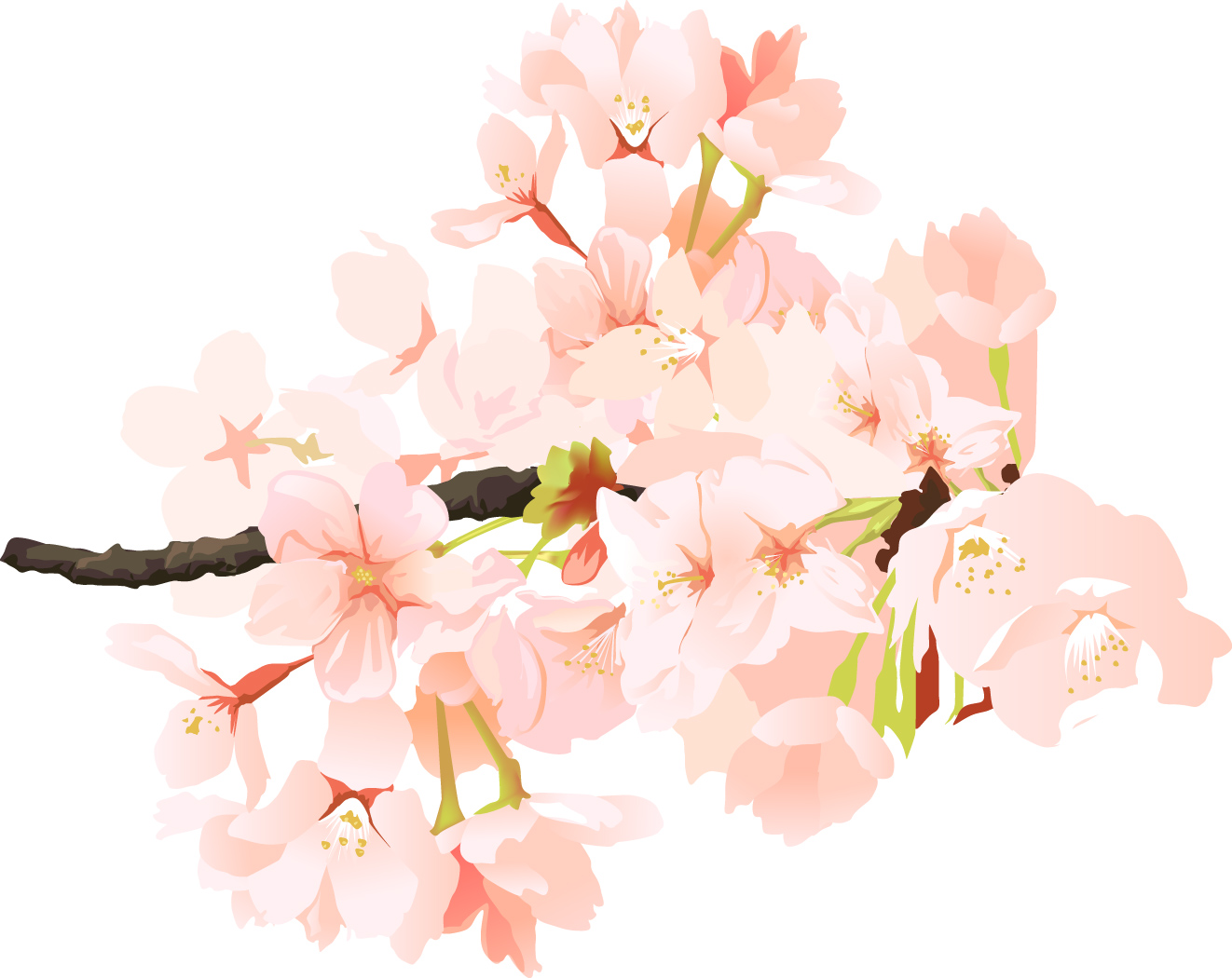 桜のイラスト01 枝に花が咲いている様子 リアル Jpg テンプレート フリーbiz
