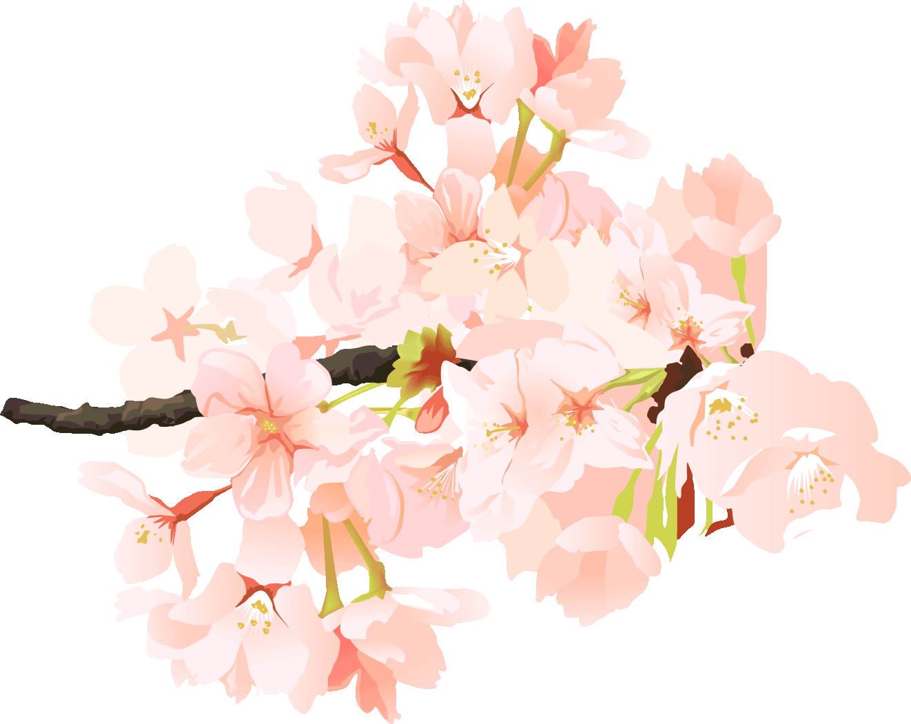 桜のイラスト01（枝に花が咲いている様子・リアル）GIF