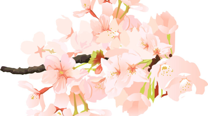 桜のイラスト01（枝に花が咲いている様子・リアル）［JPG］