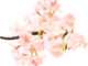 桜のイラスト01（枝に花が咲いている様子・リアル）［JPG］